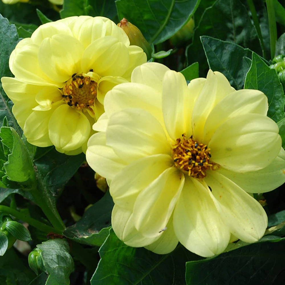 Thompson and Morgan Dahlia Figaro Garden Ready Plant 15 Pack Image 4