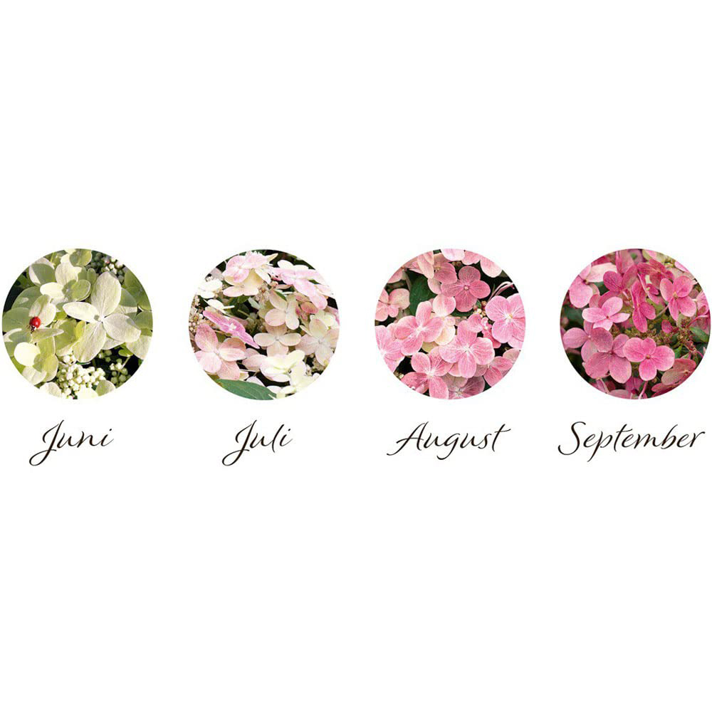 Thompson and Morgan Hydrangea Paniculata Polestar Ophelia Plant Pot 3L 2 Pack Image 2