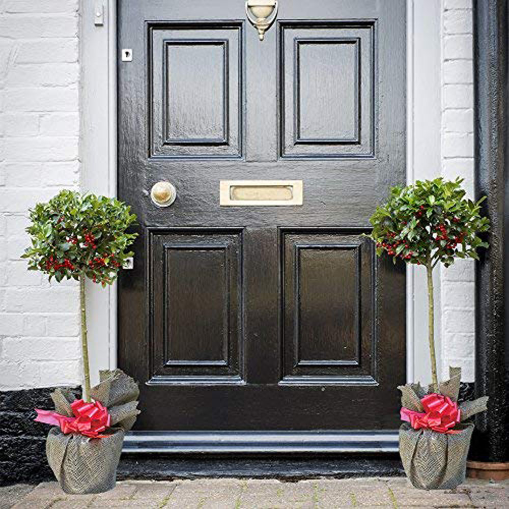 Thompson and Morgan Ilex Holly Green Alaska Plant Pot 2L 2 Pack Image 2