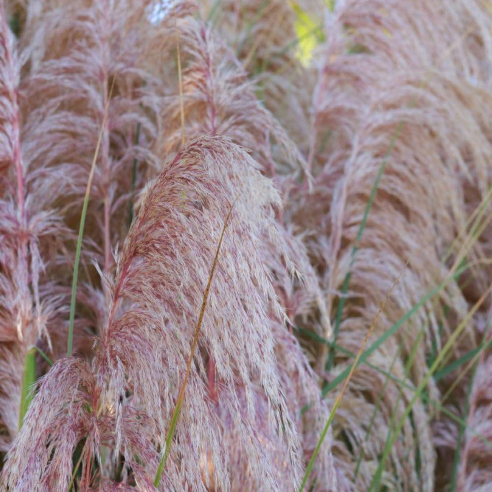 Thompson and Morgan Cortaderia Selloana Rosea Potted Plant 9cm 3 Pack Image 1
