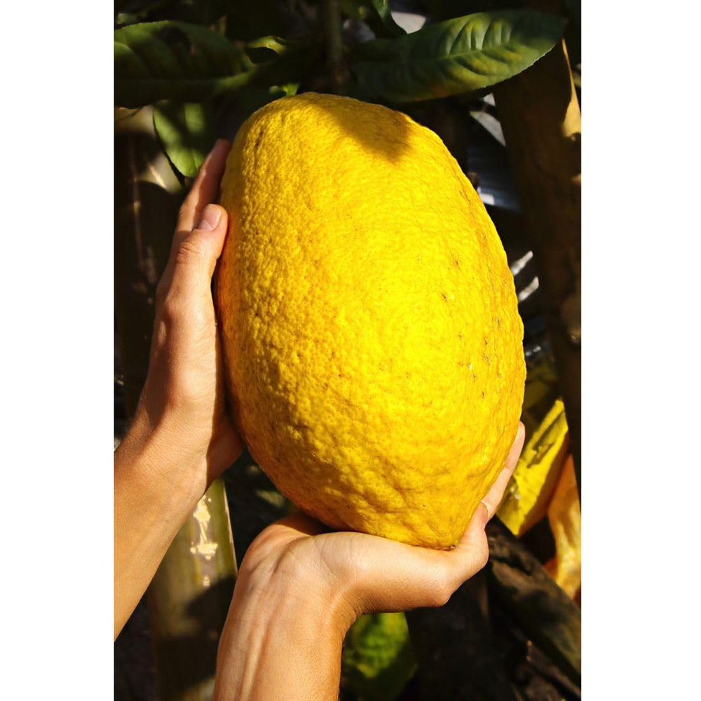 Thompson and Morgan Citrus Lemon Medica Cedro Plant Pot 16cm 2 Pack Image 2
