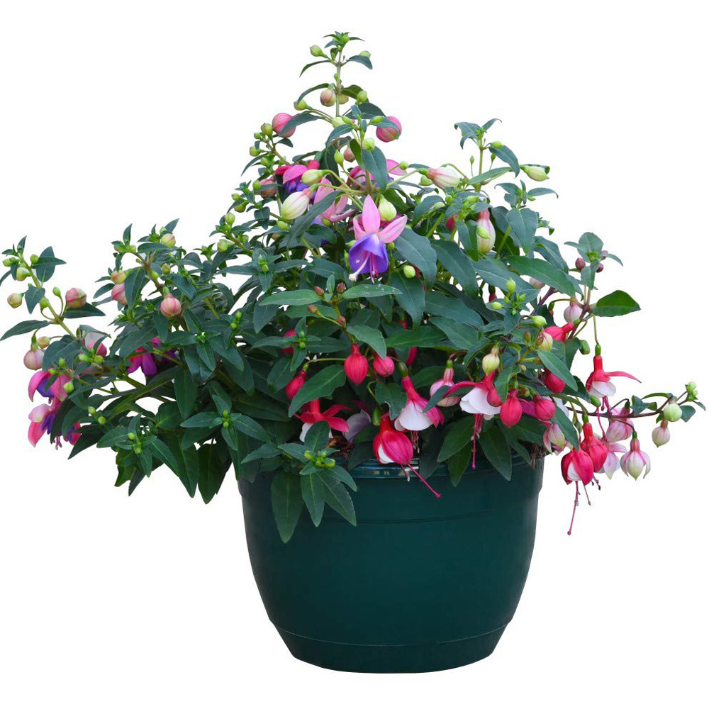 Thompson and Morgan Fuchsia Trailing Preplanted Hanging Basket 20cm 4 Pack Image 2