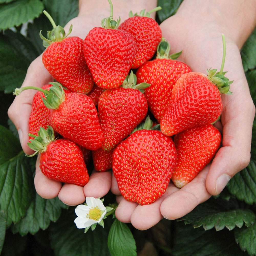 YouGarden Cambridge Favourite Class 1 Strawberry Runners 24 Pack Image 2