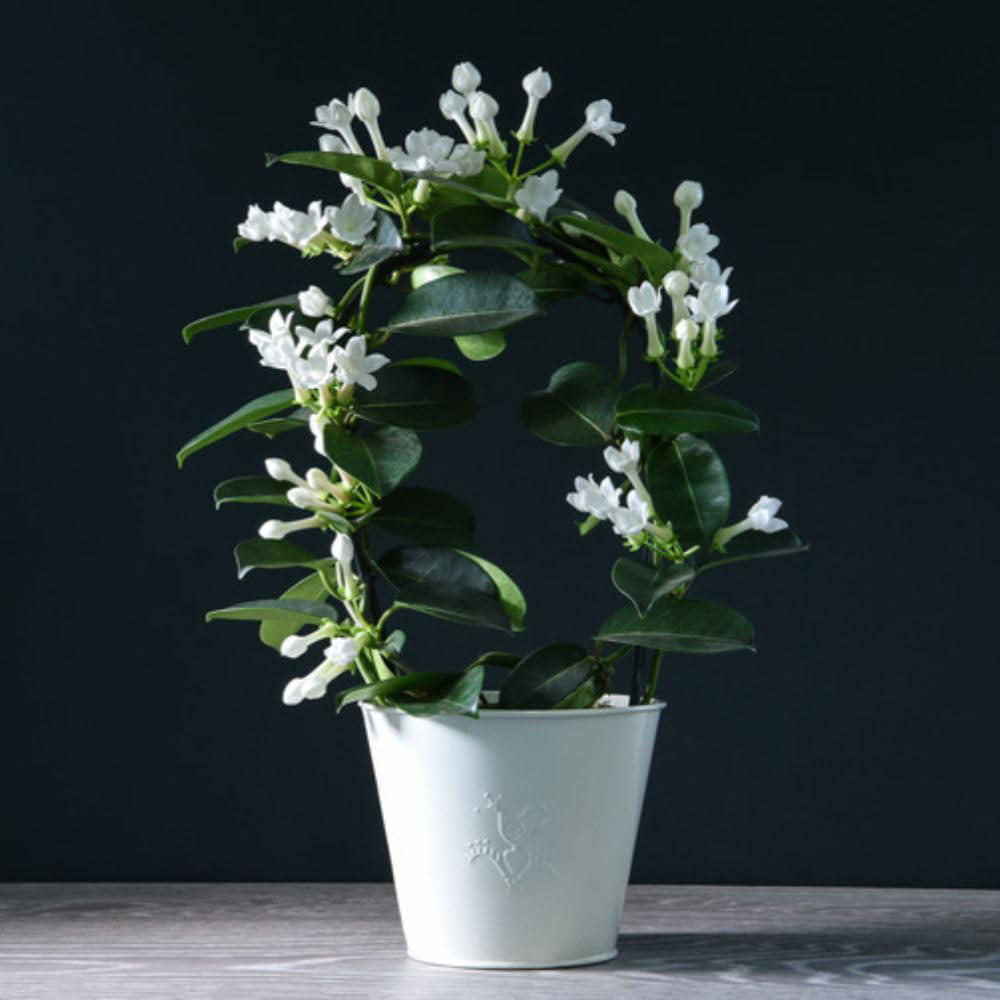 Thompson and Morgan Christmas Gift Stephanotis Floribunda Plant in Zinc Cachepot 12cm 2 Pack Image 7