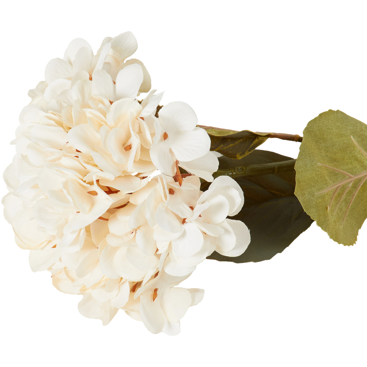 Hydrangea Stem Image 7