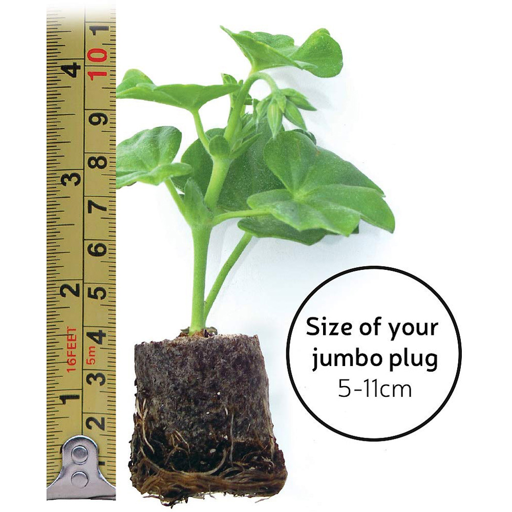 Thompson & Morgan Alstroemeria Inticancha Paraiso Jumbo Plant Plug Image 3