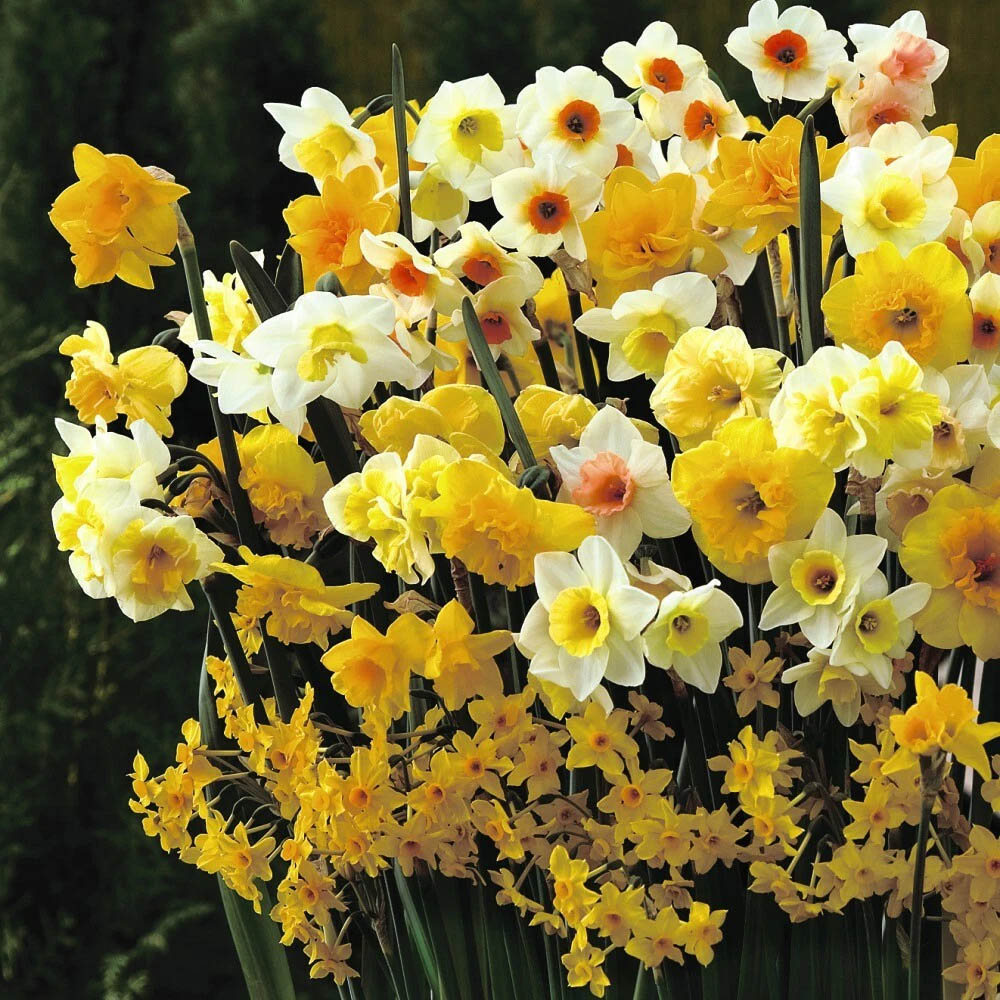 Thompson and Morgan Daffodil Sweet Aroma Mixed Spring Planting Bulb 8 Pack Image 6