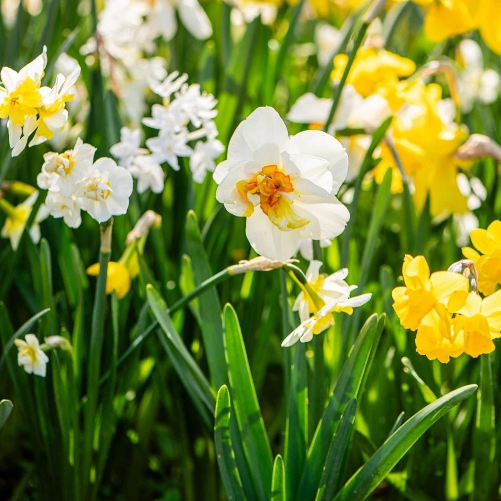 Thompson and Morgan Daffodil Mixed Collection Spring Planting Bulb 16 Pack Image 7