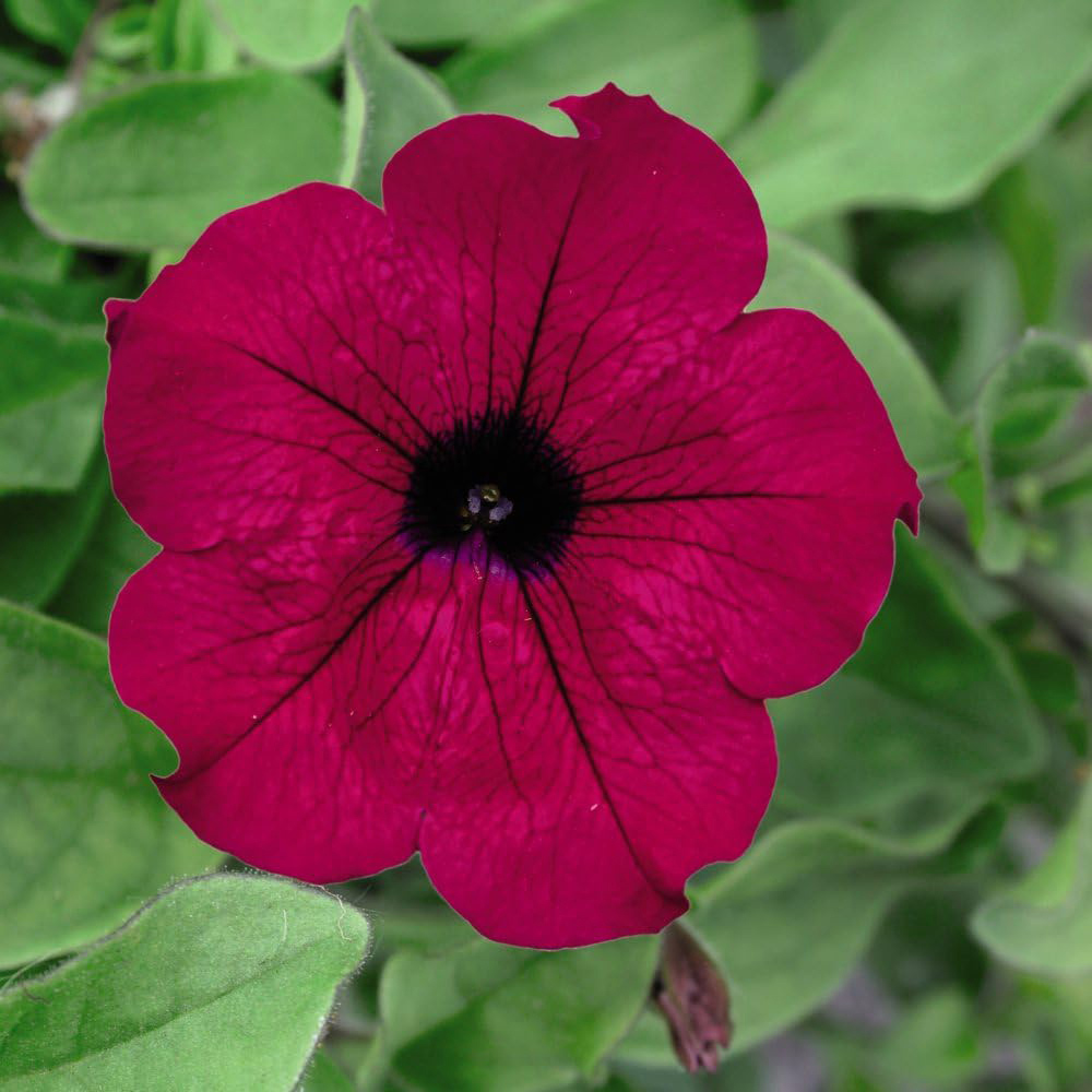 Thompson and Morgan Petunia Purple Trailing Surfinia Postiplug Plant 20 Pack Image 1