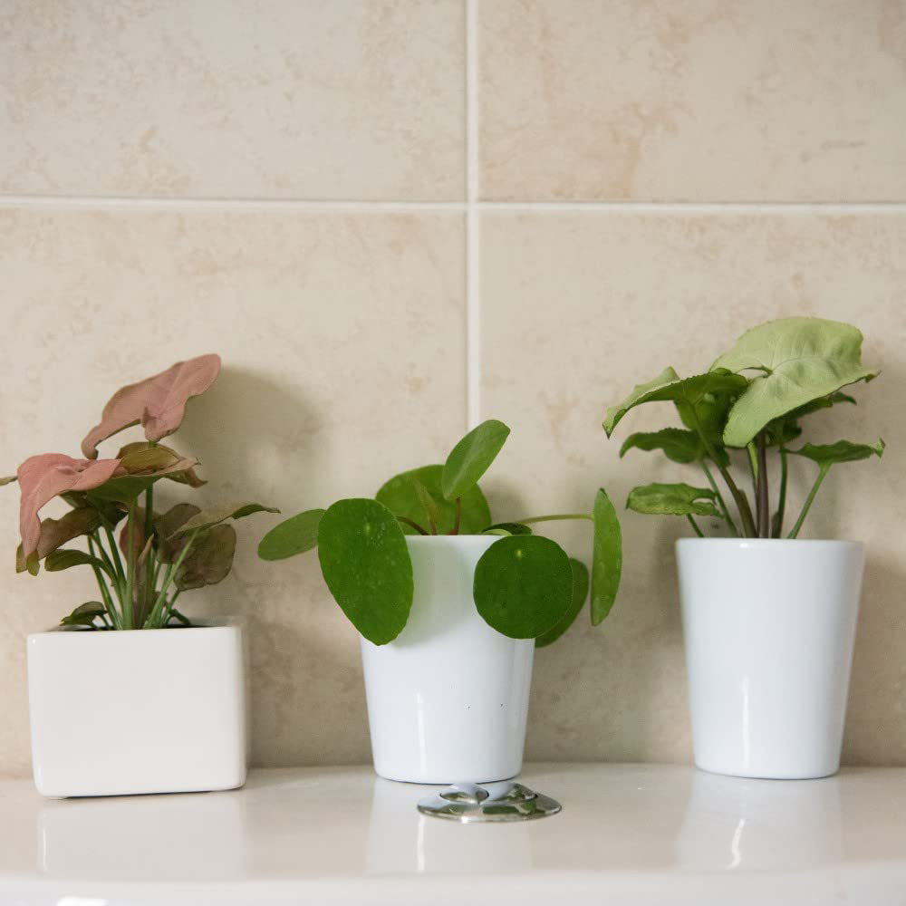 Thompson and Morgan Green Mix Plant Pot 6cm 3 Pack Image 3