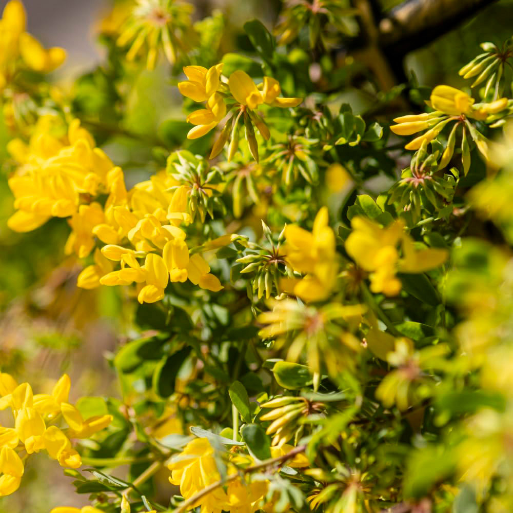 Thompson and Morgan Coronilla Citrina Tower Pot Collection 2 Pack Image 3