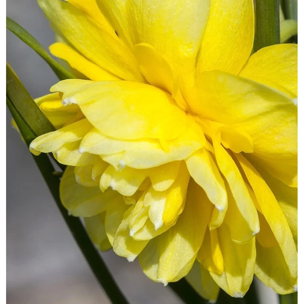 Thompson and Morgan Daffodil Cornish Pencrebar Planting Bulb 8 Pack Image 3