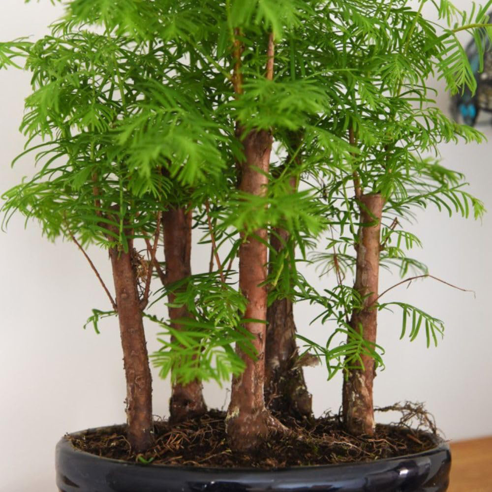 Thompson and Morgan Bonsai Metasequoia Forest in Oval Ceramic Potted Plant 16cm 2 Pack Image 4
