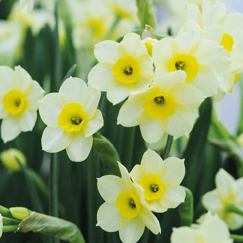 Thompson and Morgan Daffodil Minnow Planting Bulb 80 Pack Image 7