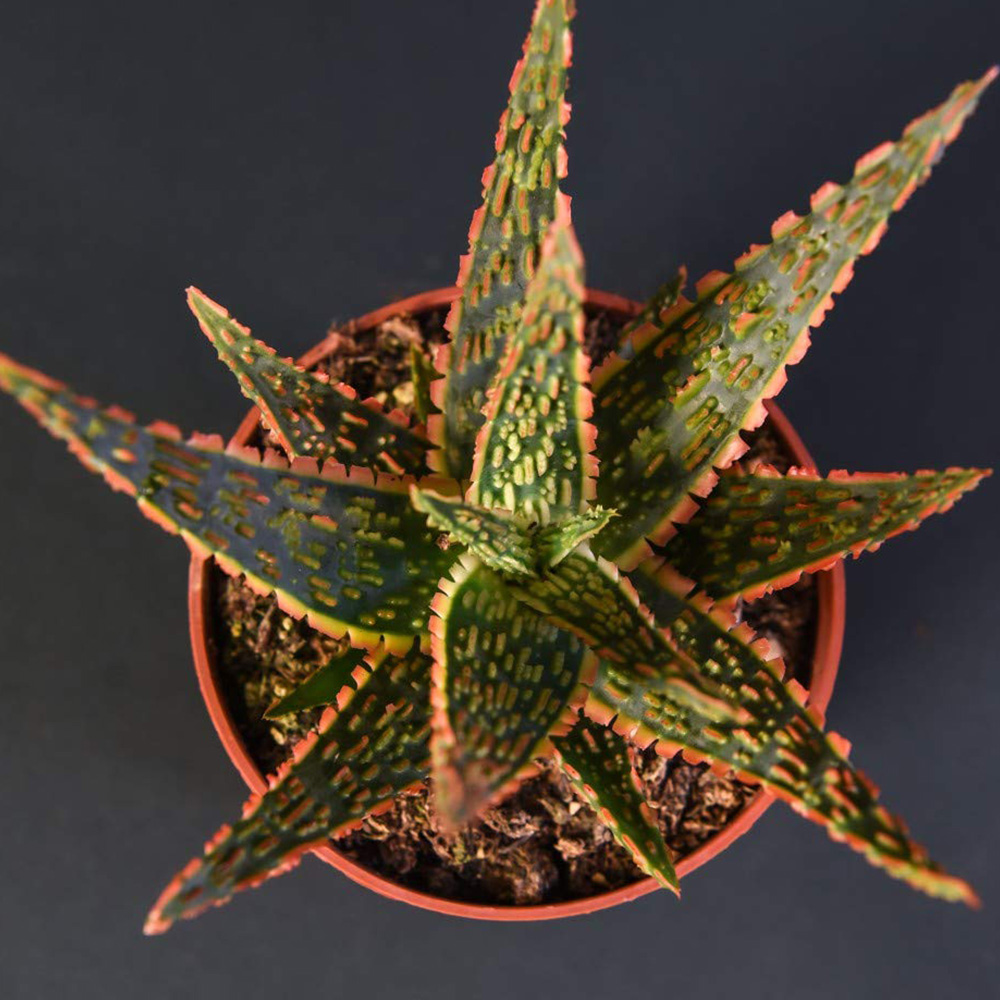 Thompson & Morgan Aloe Dannyz Potted Plant 10.5cm Image 2
