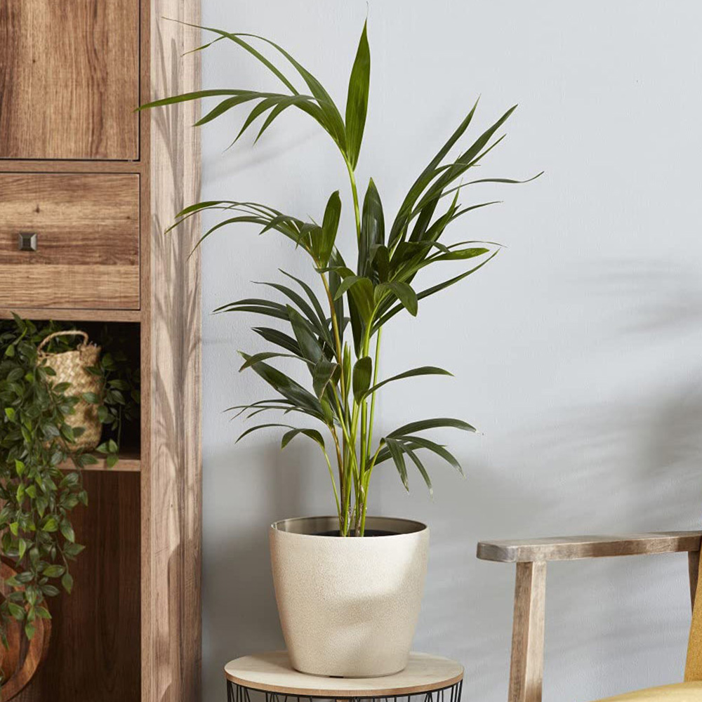 Thompson and Morgan Kentia Palm Howea forsteriana Plant Pot 17cm 2 Pack Image 3