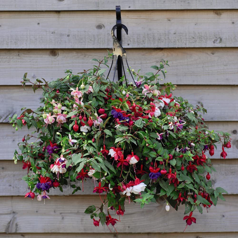 Thompson and Morgan Fuchsia Trailing Mix Hanging Basket 35cm 2 Pack Image 4