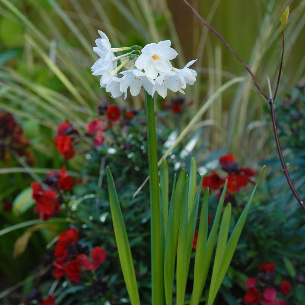 Thompson and Morgan Daffodil Papyraceus Planting Bulb 16 Pack Image 2