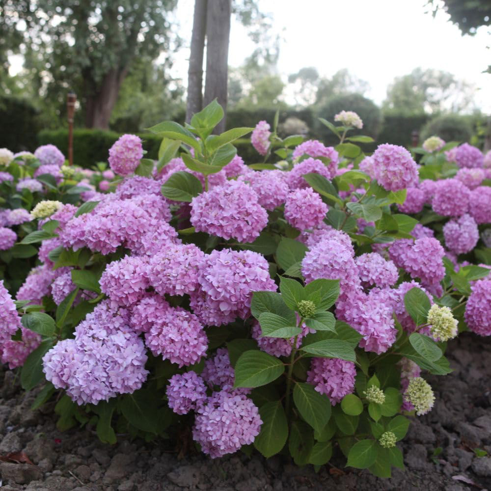 Thompson and Morgan Hydrangea Macrophylla Endless Summer The Original Plant in Pot 35L Pot Image 6