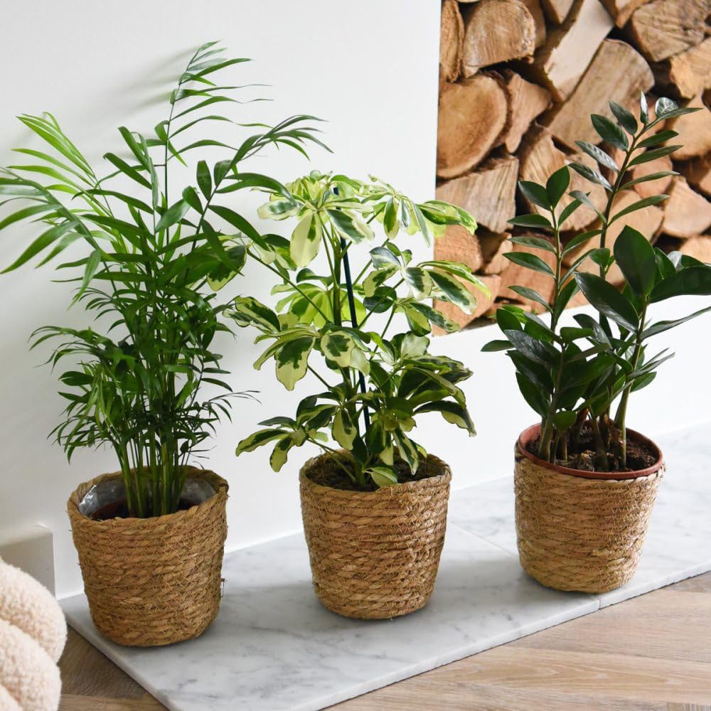 Thompson and Morgan Modern Home Houseplant Collection 3 Pack Image 1