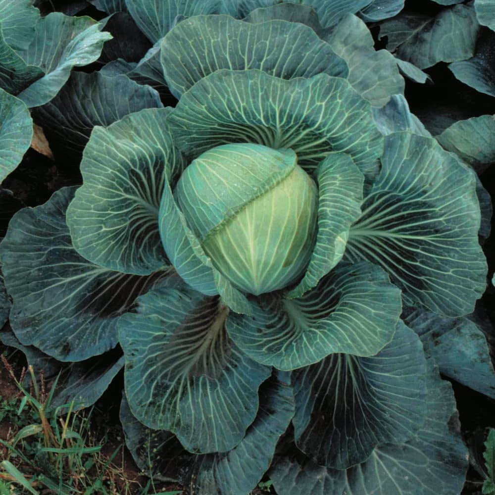 Thompson & Morgan Club Root Collection Postiplug Plant 4 Pack Image 4