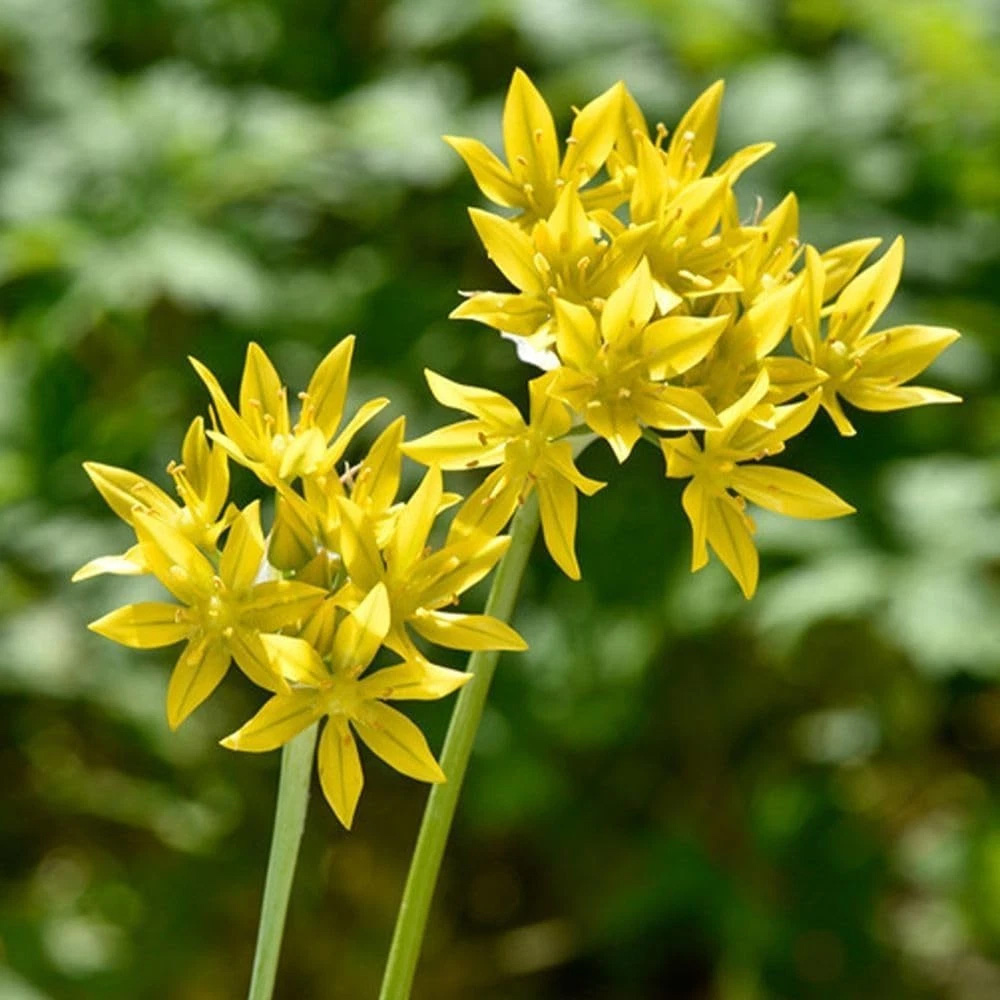 Thompson and Morgan Harmony Collection Spring Planting Bulb 300 Pack Image 6