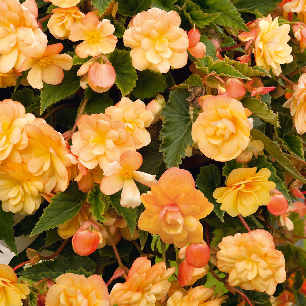 YouGarden Begonia Apricot Shades Mixed Tuber 30 Pack Image 3