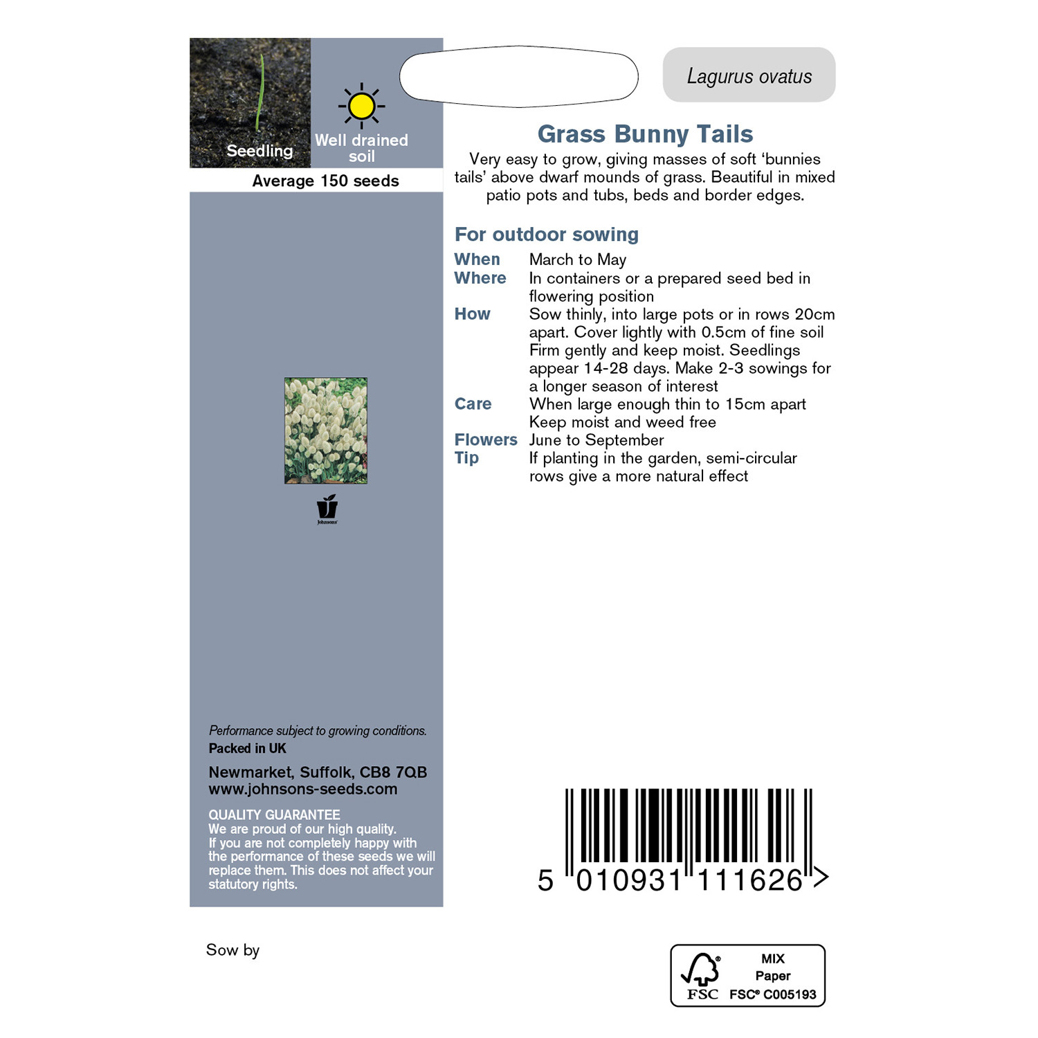 Johnsons Grass Lagurus Bunny Tails Seeds Image 3