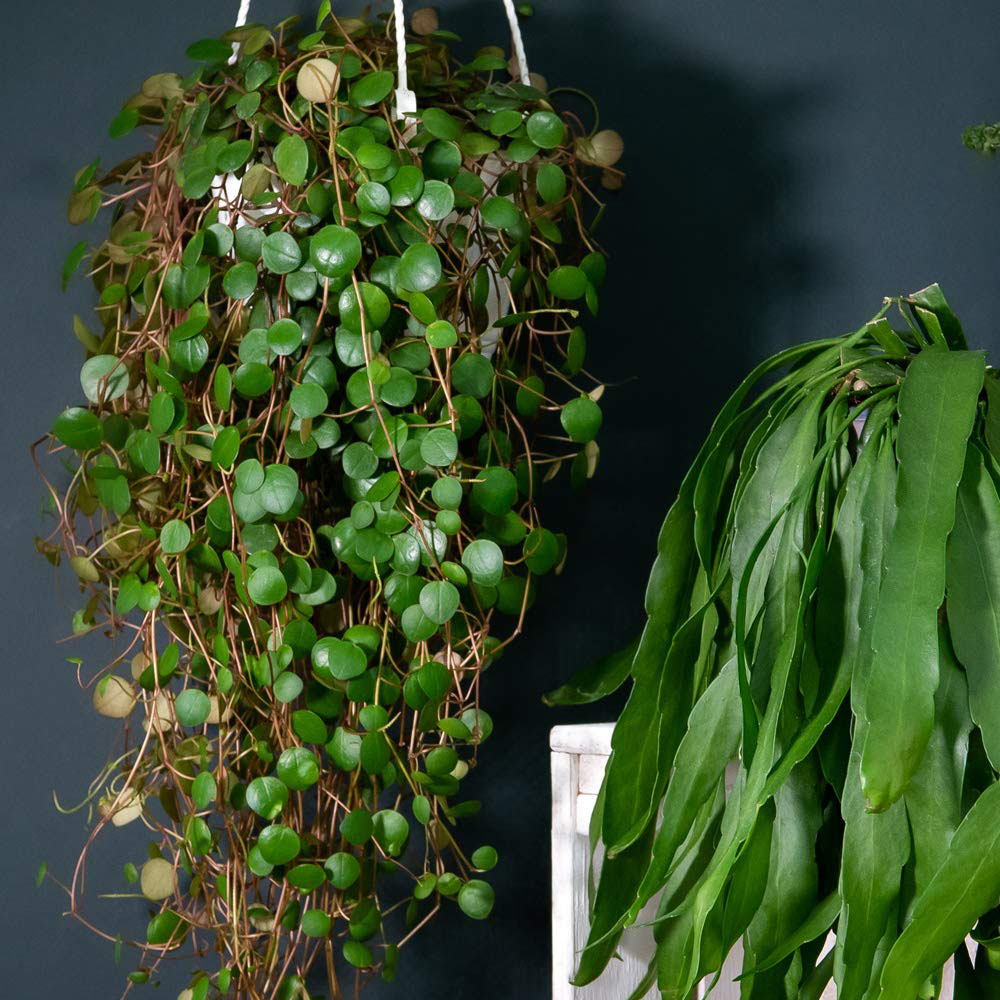 Thompson and Morgan Nurserymans Choice Succulent Hanging Plant Pot 14cm Image 2