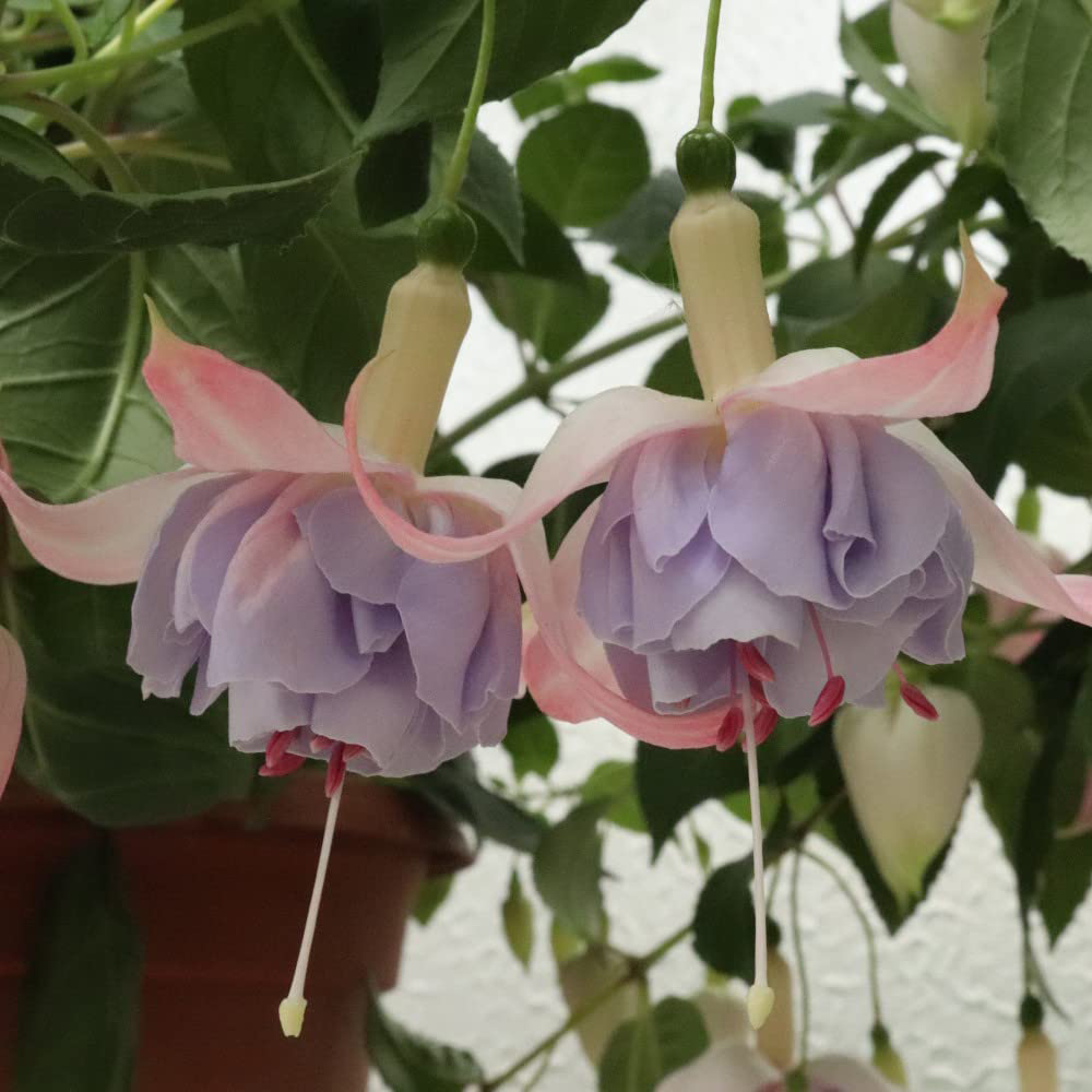 Thompson and Morgan Fuchsia Giant Flowered Collection Postiplugs 20 Pack Image 4