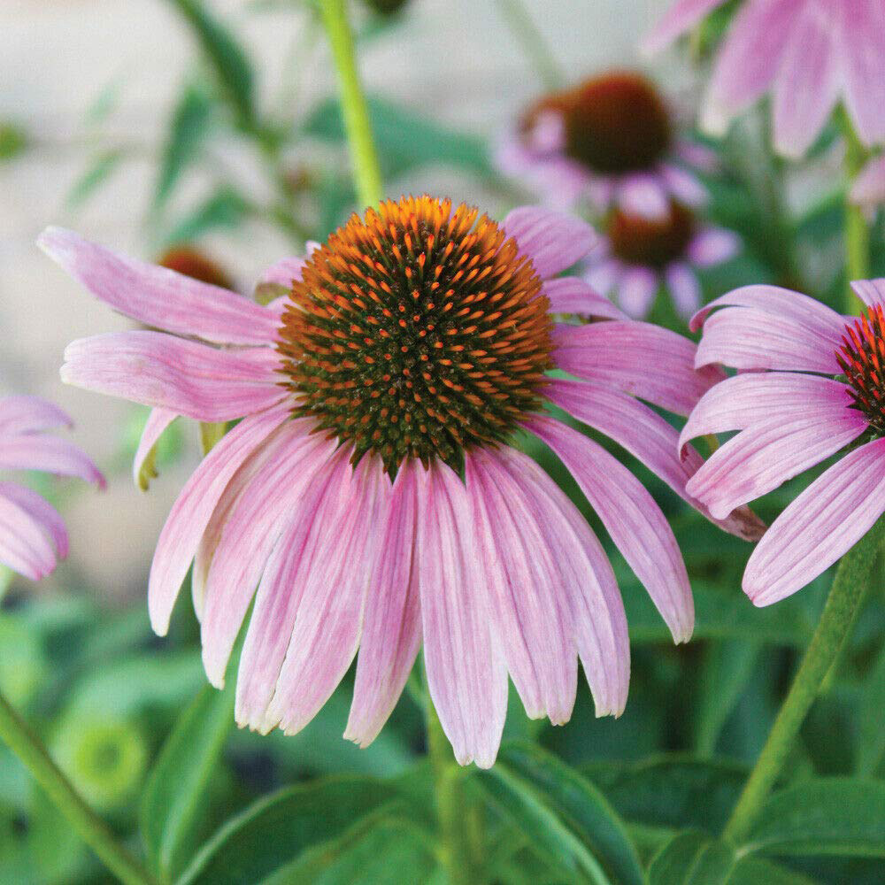 Thompson and Morgan Echinacea Purpurea Magnus Plant Pot 9cm Image 3
