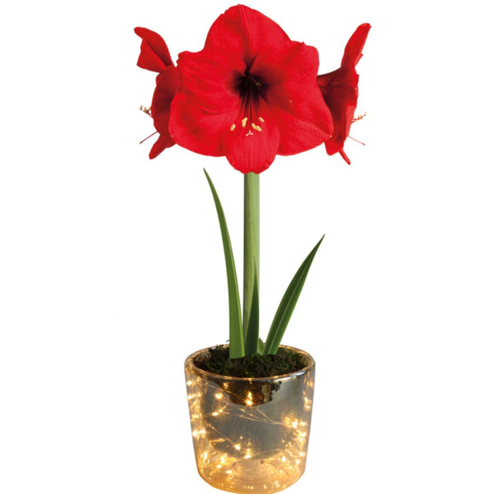 Thompson and Morgan Christmas Gift Amaryllis Plant Pot with LED Image 2