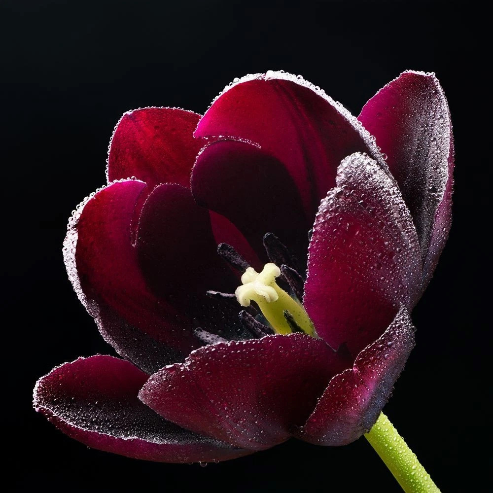 Thompson and Morgan Tulip Paul Scherer Autumn Planting Bulb 8 Pack Image 5
