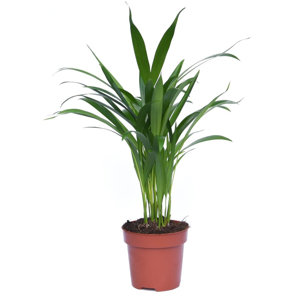 Thompson and Morgan Areca Dypsis Palm Tree Golden Cane Palm Potted Plant 9cm 2 Pack Image 5