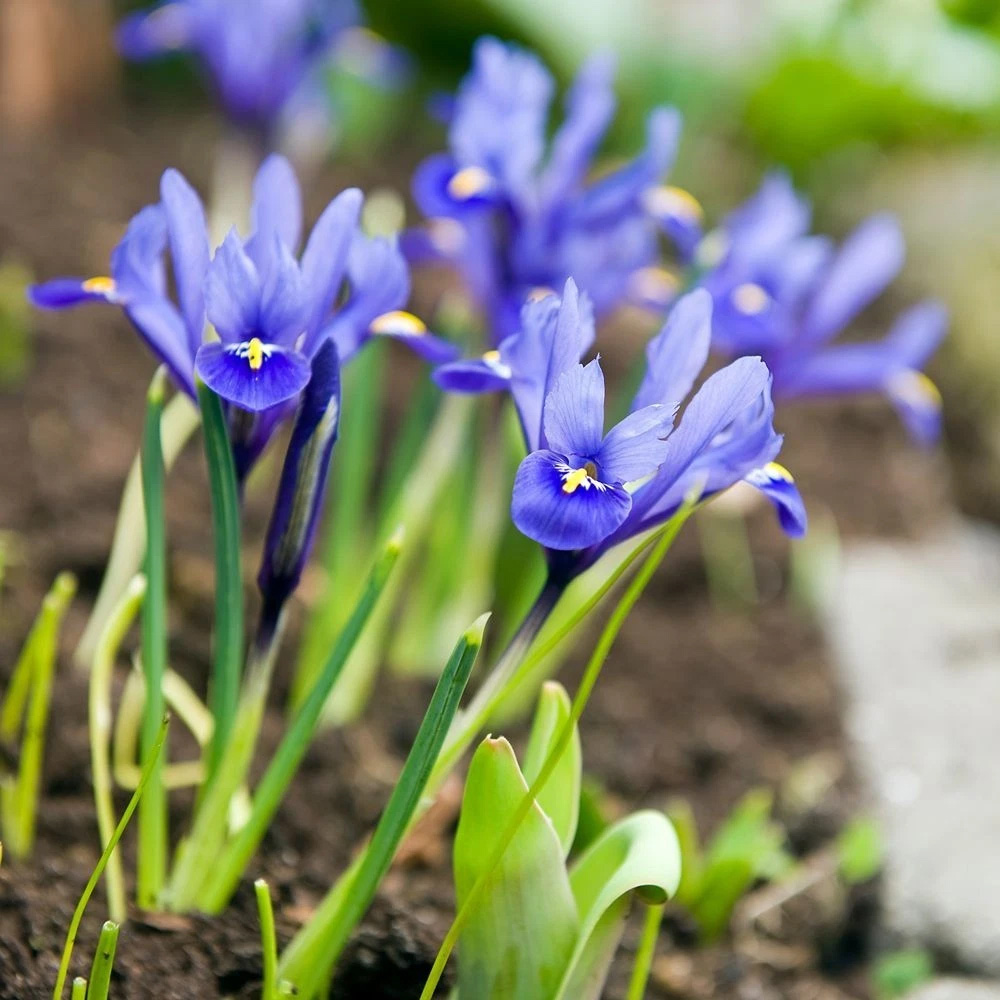 Thompson and Morgan Iris Reticulata Autumn Planting Bulb 80 Pack Image 2
