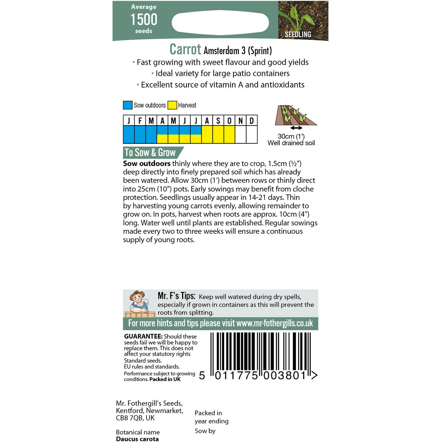 Amsterdam 3 (Sprint) Carrot Seeds Image 2