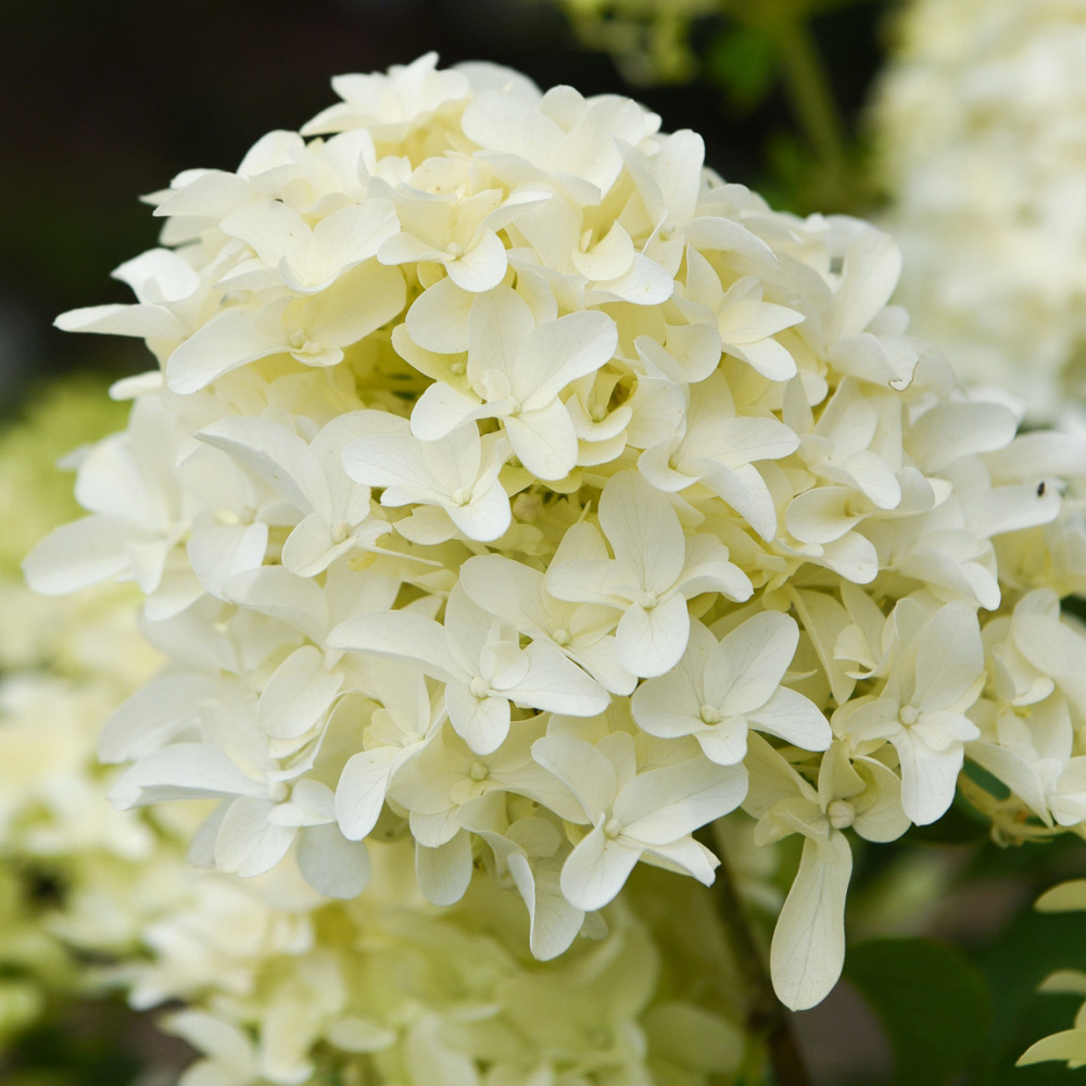 Thompson and Morgan Hydrangea Paniculata Skyfall Plant Pot 9cm 2 Pack Image 3