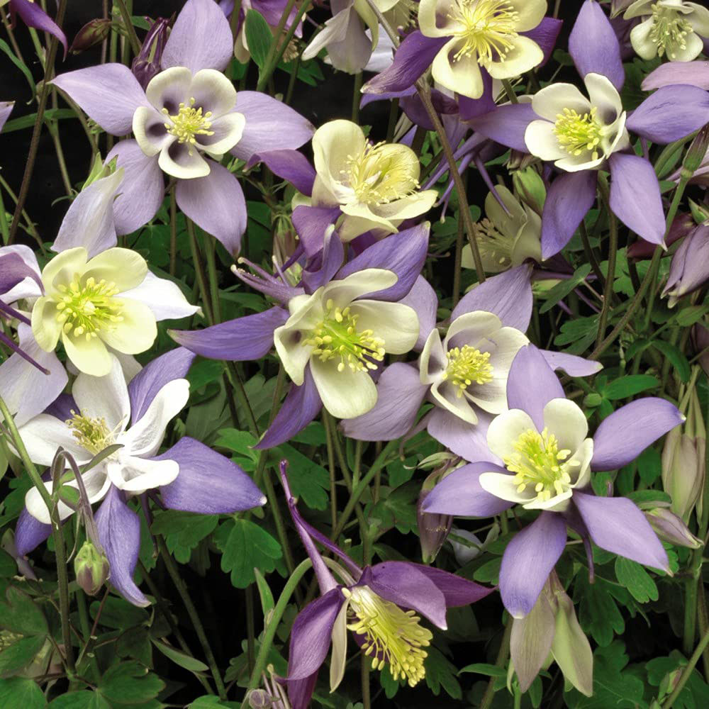 Thompson and Morgan Aquilegia Mrs Scott Elliott Plant Plug 48 Pack Image 5
