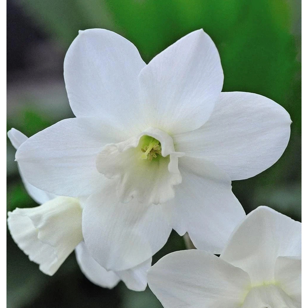 Thompson and Morgan Daffodil Cornish Niveth Planting Bulb 16 Pack Image 2