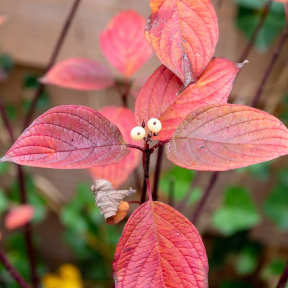 Thompson and Morgan Cornus Winter Duo Plant Pot 9cm 4 Pack Image 7