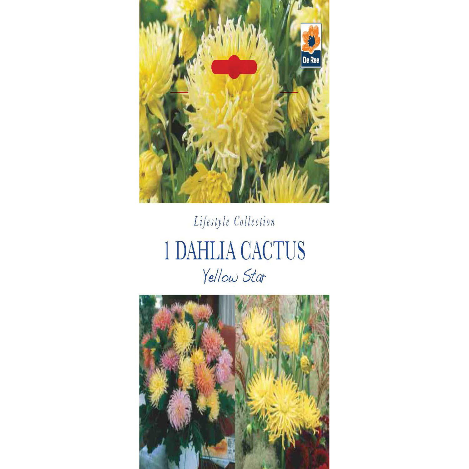 Lifestyle Bulbs - Multicolour Image 24