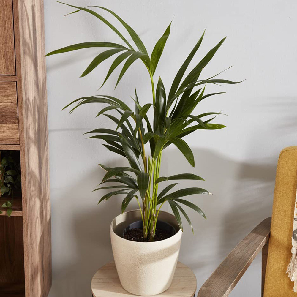 Thompson and Morgan Kentia Palm Howea forsteriana Plant Pot 17cm 2 Pack Image 4