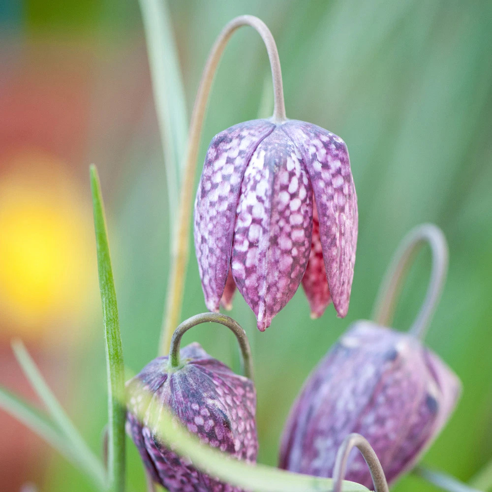 Thompson and Morgan Fritillaria Meleagris Mix Autumn Planting Bulb 160 Pack Image 6