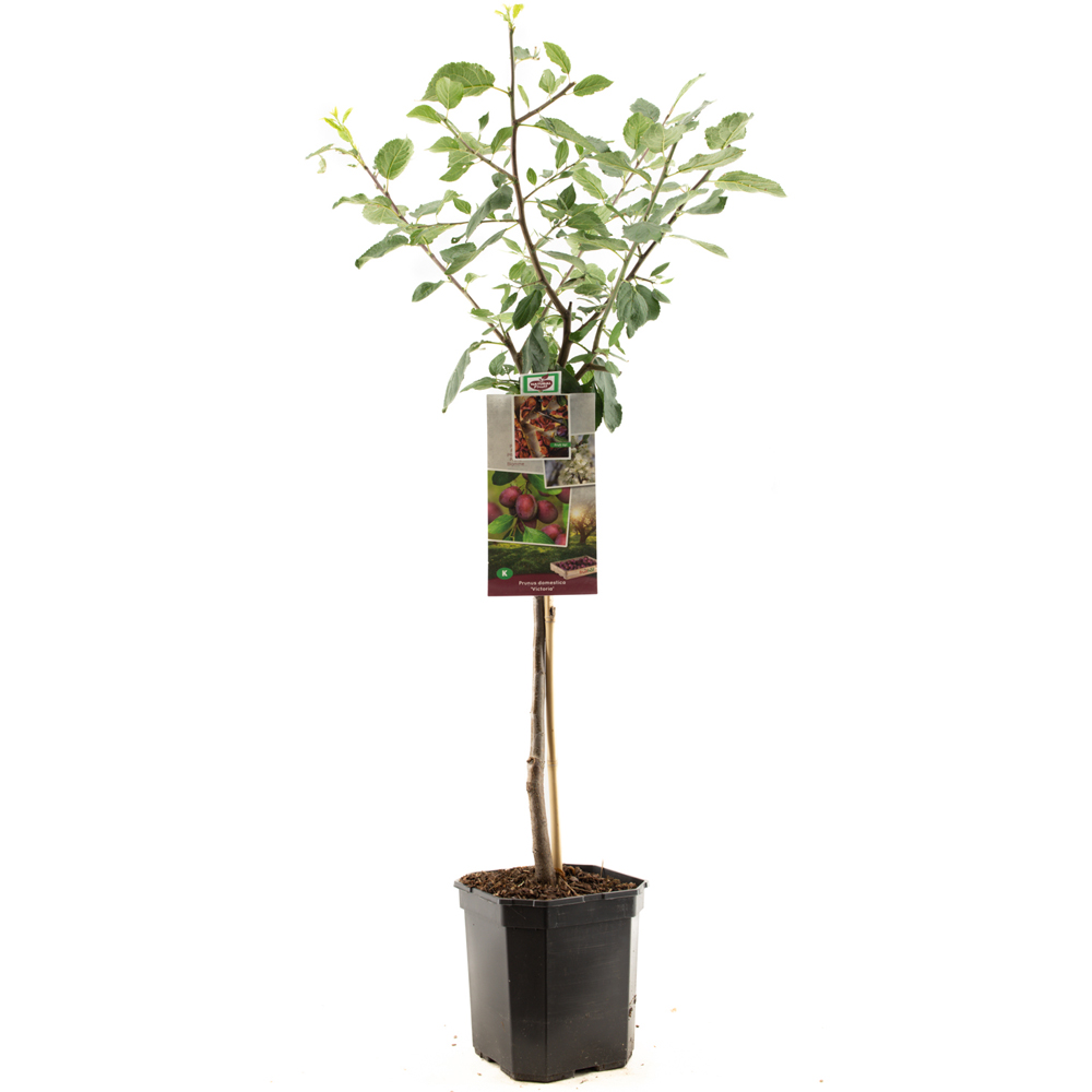 Thompson and Morgan Plum Prunus Victoria Patio Standard St Julien Plant Pot 5L 2 Pack Image 2