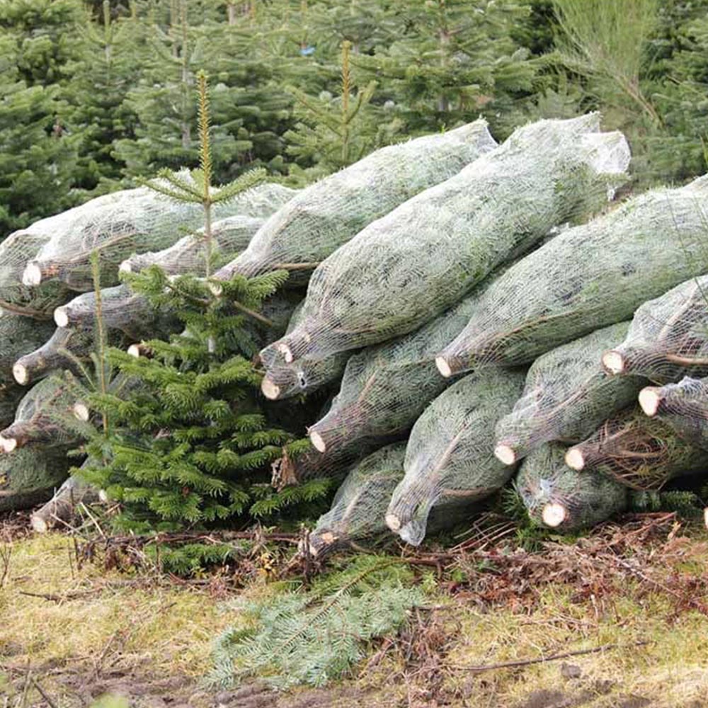 wilko Nordman Fir Cut Real Tree with Stand 5 to 6ft Image 7