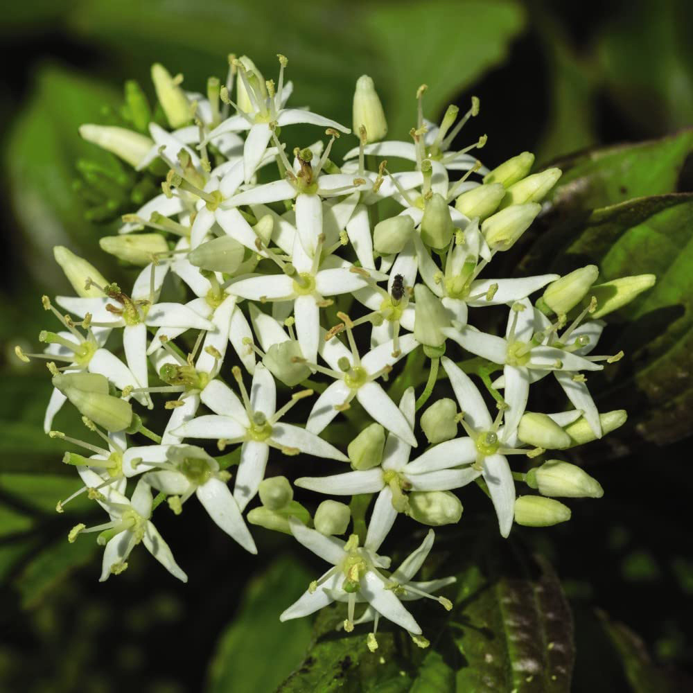 Thompson and Morgan Cornus Winter Flame Plant Pot 9cm 3 Pack Image 3