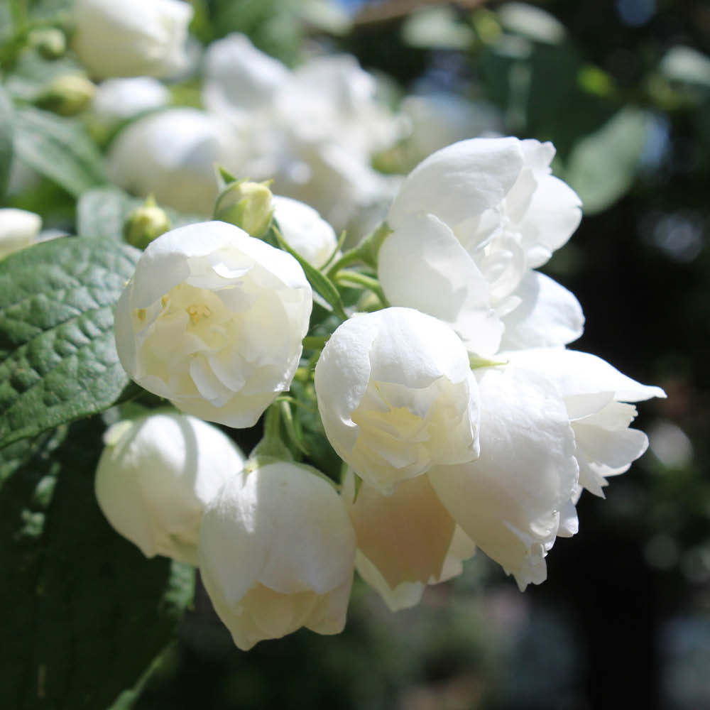 YouGarden Mock Orange Philadelphus Virginal Plant Pot 2L Image 2