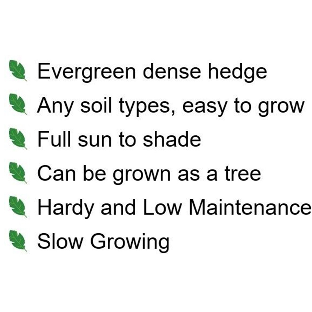 Inspirational Gifting Yew Evergreen Bare Root Hedge Plant Sapling 30-40cm 20 Pack Image 8