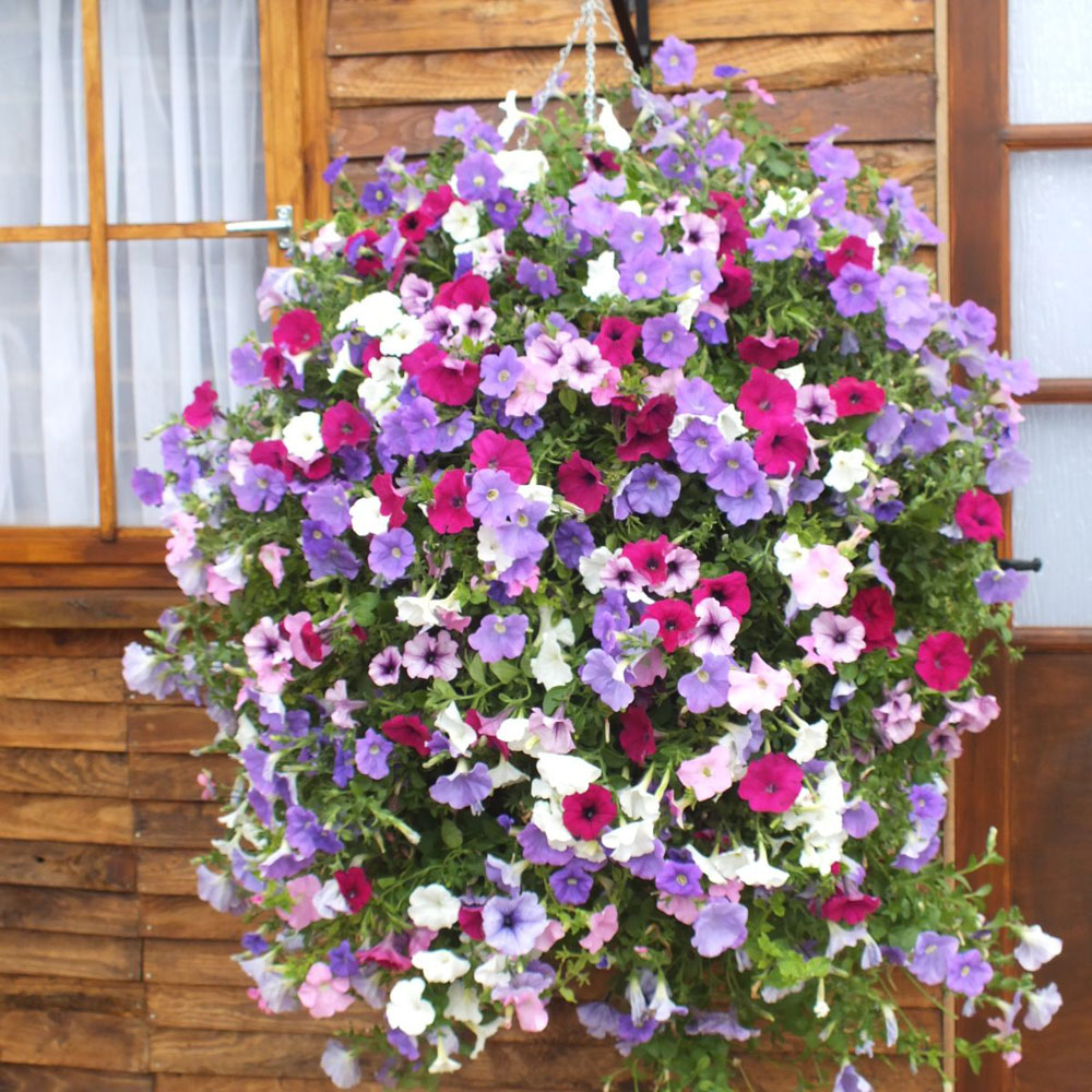 Thompson and Morgan Petunia Surfinia Preplanted Hanging Basket 20cm 2 Pack Image 1