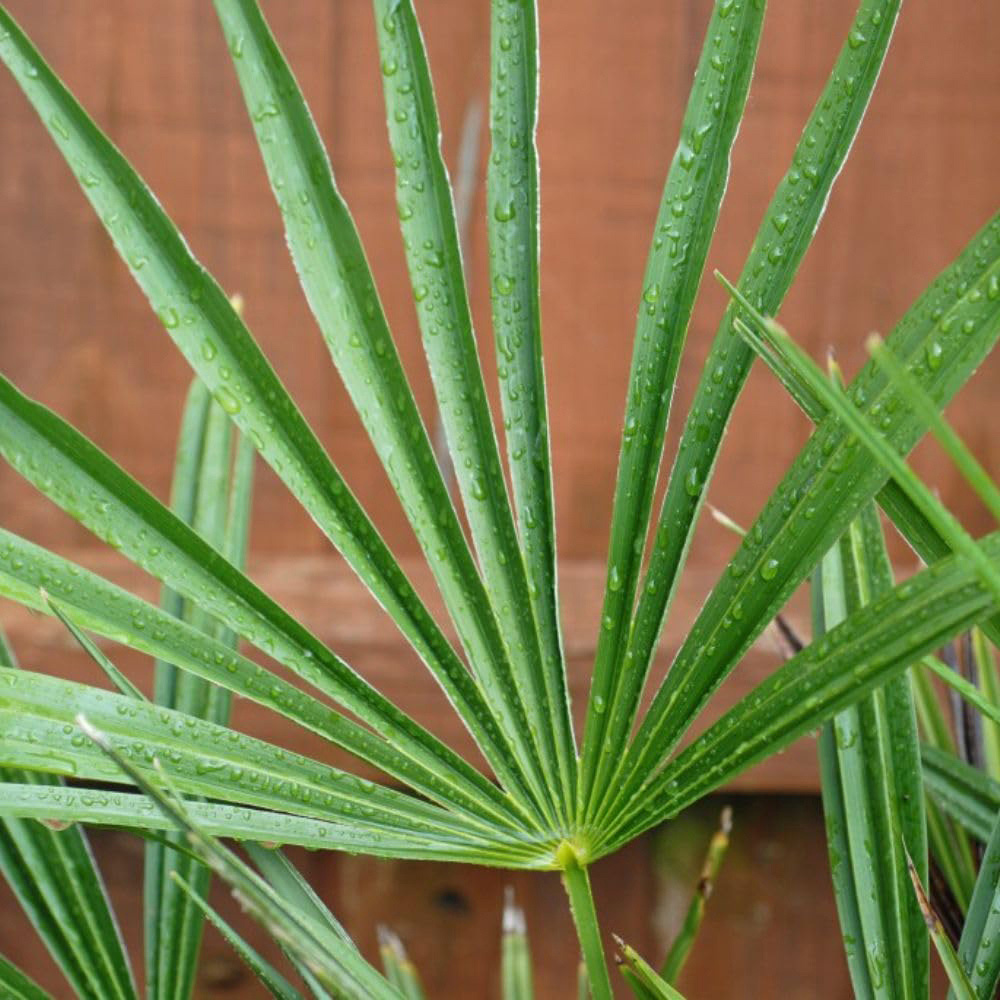 Thompson and Morgan Chamaerops Humilis Plant Pot 20L Image 3